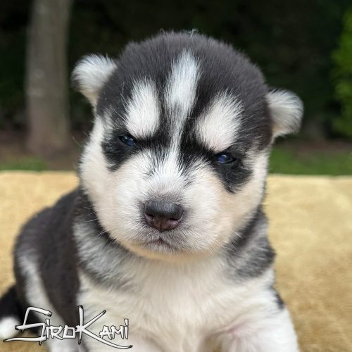 cachorro husky ojos azules