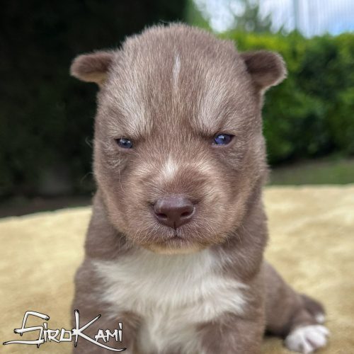 cachorro husky rojo ojos azules