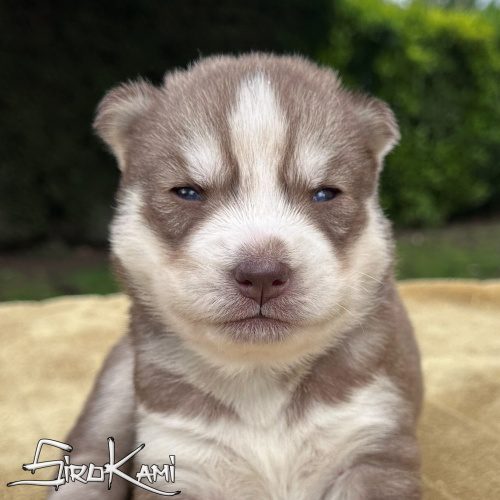 cachorro husky rojo