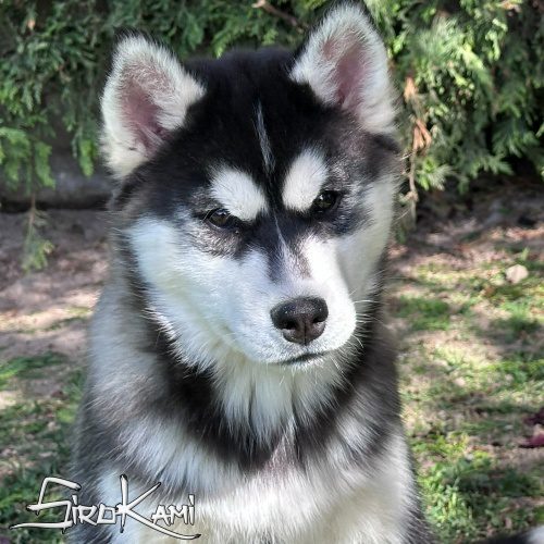 cachorro husky hembra