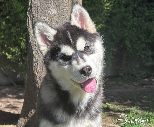 cachorro husky siberiano hembra wakanda del sirokami 3