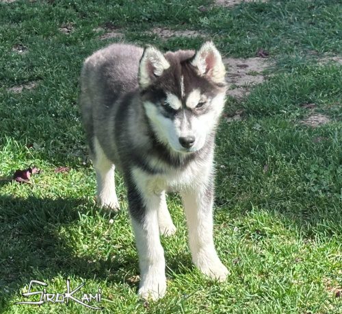 cachorro husky siberiano hembra wakanda del sirokami 4