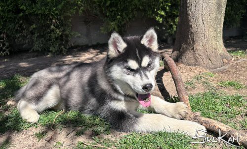 cachorro husky siberiano hembra wakanda del sirokami 5