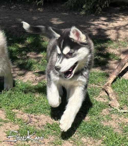 cachorro husky siberiano hembra wakanda del sirokami 6