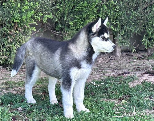 cachorro husky siberiano hembra wakanda del sirokami 7