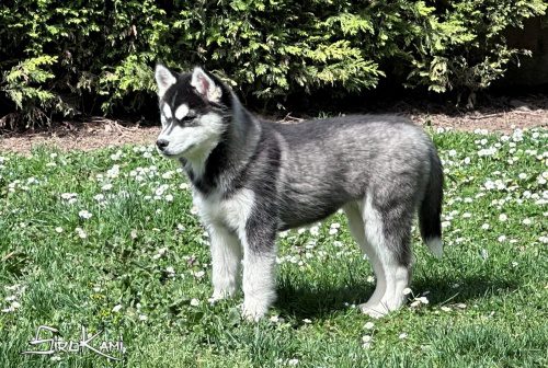 cachorro husky siberiano hembra wakanda del sirokami 8