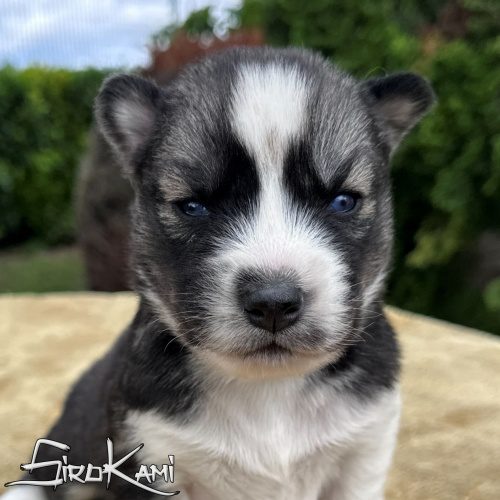 cachorro husky siberiano