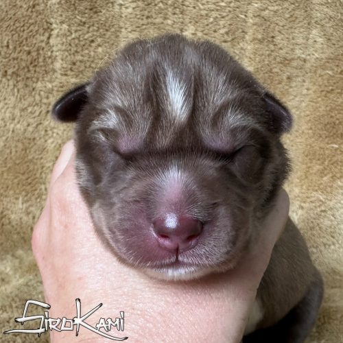 cachorro husky siberiano rojo y blanco zoro del sirokami cachorro husky siberiano rojo y blanco