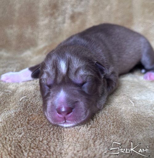 cachorro husky siberiano rojo y blanco zoro del sirokami 3