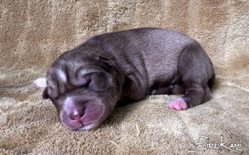 cachorro husky siberiano rojo y blanco zoro del sirokami 4