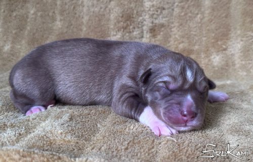 cachorro husky siberiano rojo y blanco zoro del sirokami 5