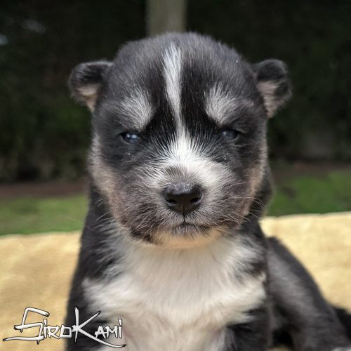 cachorro husky