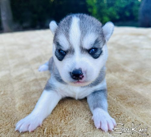 cachorro siberian husky sengoku del sirokami 2