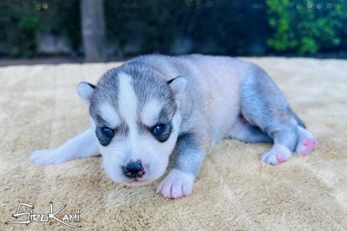 cachorro siberian husky sengoku del sirokami 3