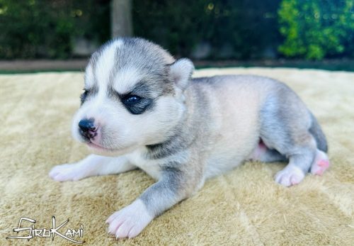 cachorro siberian husky sengoku del sirokami 4