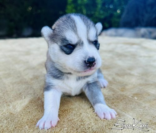 cachorro siberian husky sengoku del sirokami 5
