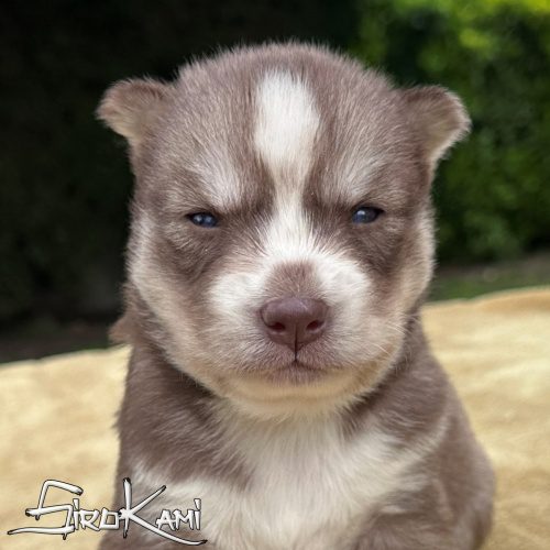husky chocolate