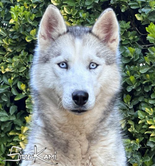 husky gris hembra ojos azules