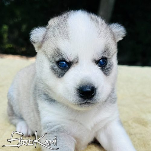 husky ojos azules zuko del sirokami 2
