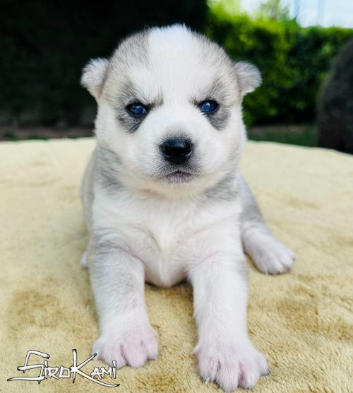 husky ojos azules zuko del sirokami 3