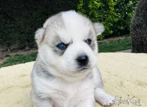 husky ojos azules zuko del sirokami 4