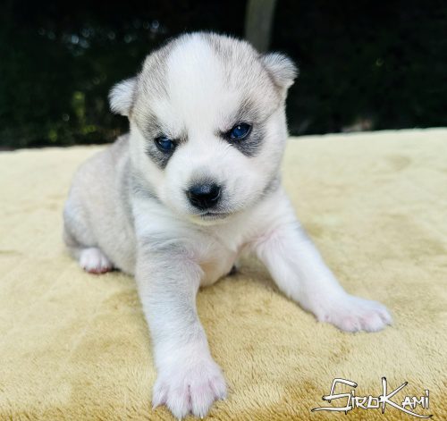 husky ojos azules zuko del sirokami 5