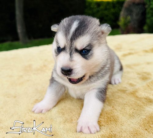 HEKLA 15 DIAS