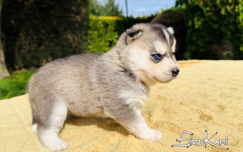 HEKLA 21 DIAS