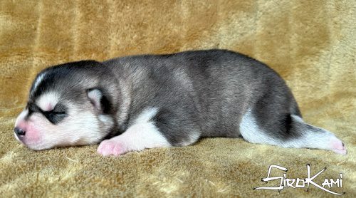 HEKLA 7 DIAS