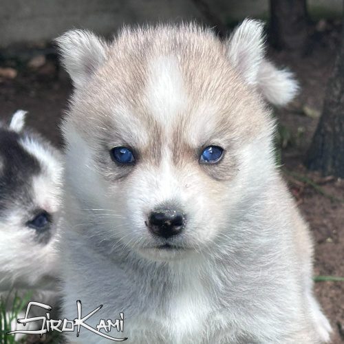 cachorro de husky mei del surokami 2