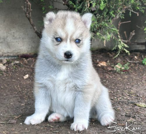 cachorro de husky mei del surokami 3