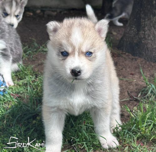 cachorro de husky mei del surokami 4