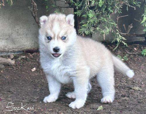 cachorro de husky mei del surokami 5
