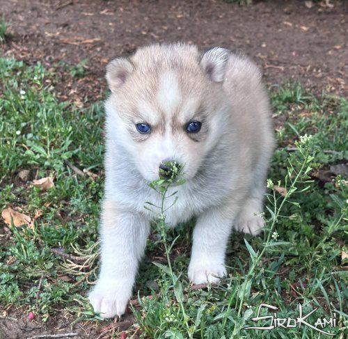 cachorro de husky mei del surokami 6