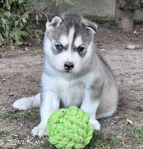 cachorro husky gris ojos diferentes dokan del sirokami 2