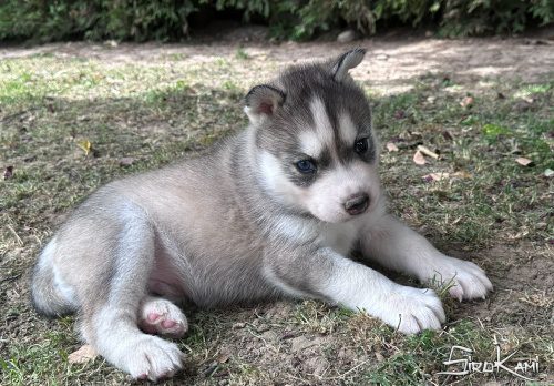 cachorro husky gris ojos diferentes dokan del sirokami 3