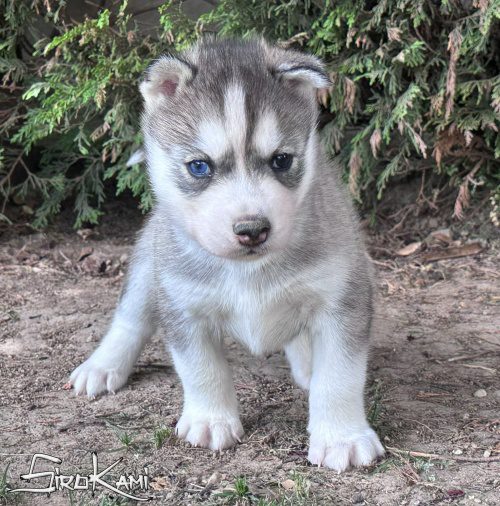 cachorro husky gris ojos diferentes dokan del sirokami 4