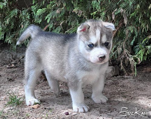 cachorro husky gris ojos diferentes dokan del sirokami 5