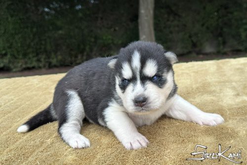 cachorro husky ojos azules kurka del sirokami 2