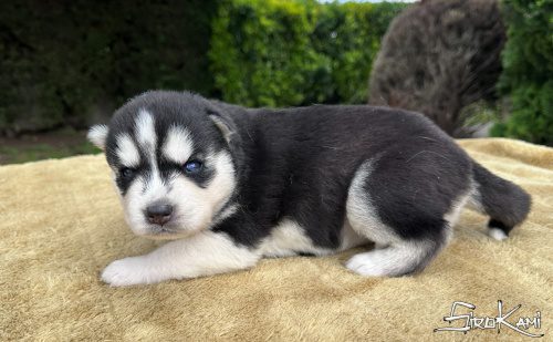 cachorro husky ojos azules kurka del sirokami 3