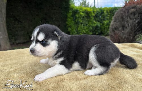 cachorro husky ojos azules kurka del sirokami 4