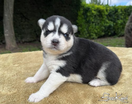 cachorro husky ojos azules kurka del sirokami 5