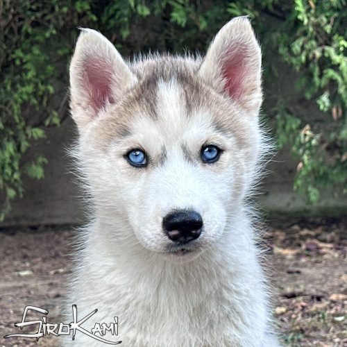 cachorro husky siberiano gris con ojos azules