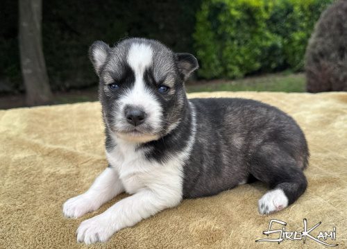 cachorro husky siberiano mokusla del sirokami 2