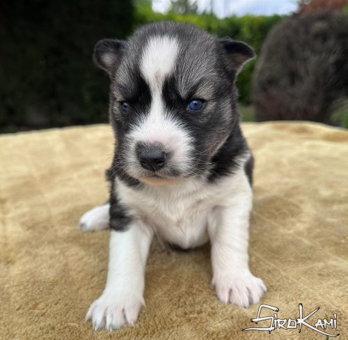 cachorro husky siberiano mokusla del sirokami 3