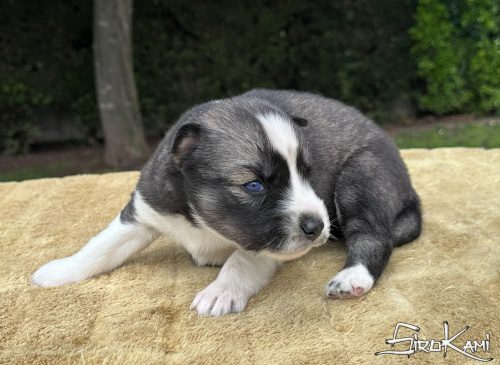 cachorro husky siberiano mokusla del sirokami 4