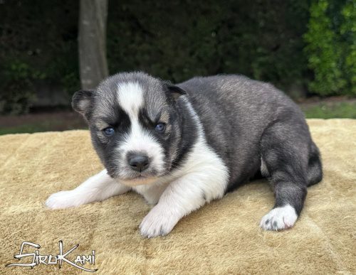 cachorro husky siberiano mokusla del sirokami 5
