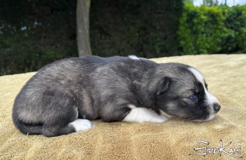 cachorro husky siberiano mokusla del sirokami 6