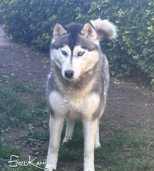 husky hembra hekla del sirokami 17