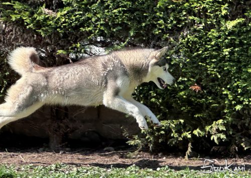 husky hembra hekla del sirokami 19
